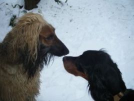 garde garde chien