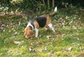 promenade chien