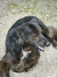garde garde chien