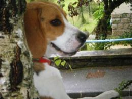 garde garde chien