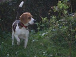 garde garde chien