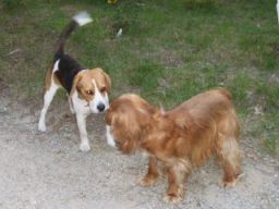 garde garde chien