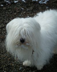 garde garde chien