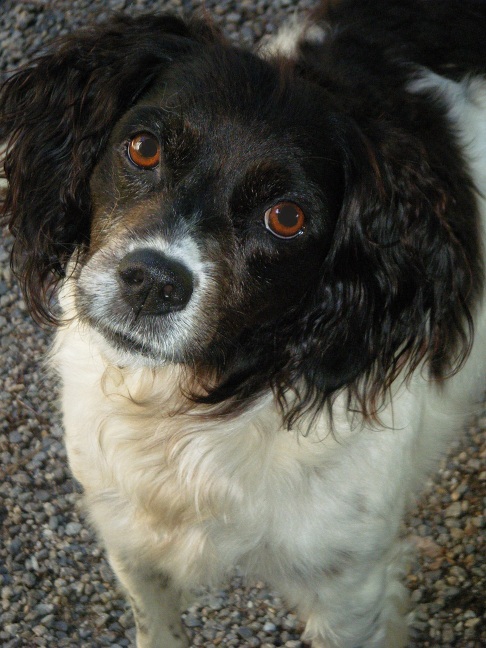 garde chiens Corrèze Egletons