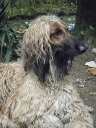 garde garde chien